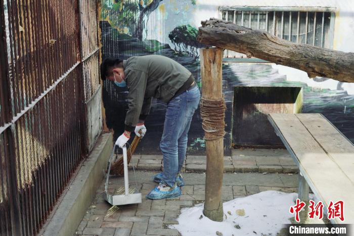 圖為雪豹“奶爸”史壽軍正在打掃豹館衛(wèi)生。　馬銘言 攝