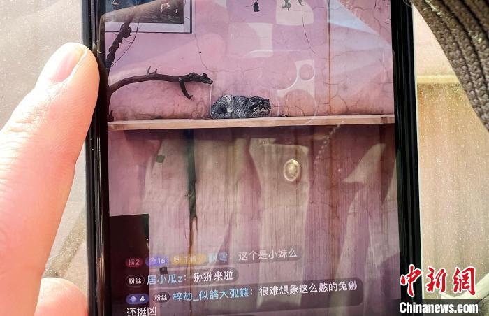 圖為雪豹“奶爸”史壽軍正在直播?！●R銘言 攝