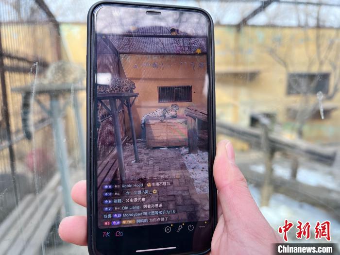 圖為雪豹“奶爸”史壽軍正在直播?！●R銘言 攝