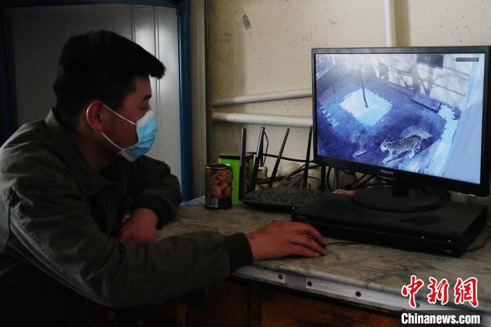 圖為雪豹“奶爸”史壽軍通過監(jiān)控察看雪豹情況?！●R銘言 攝