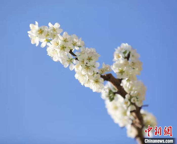 李花盛開?！『吻搴?攝