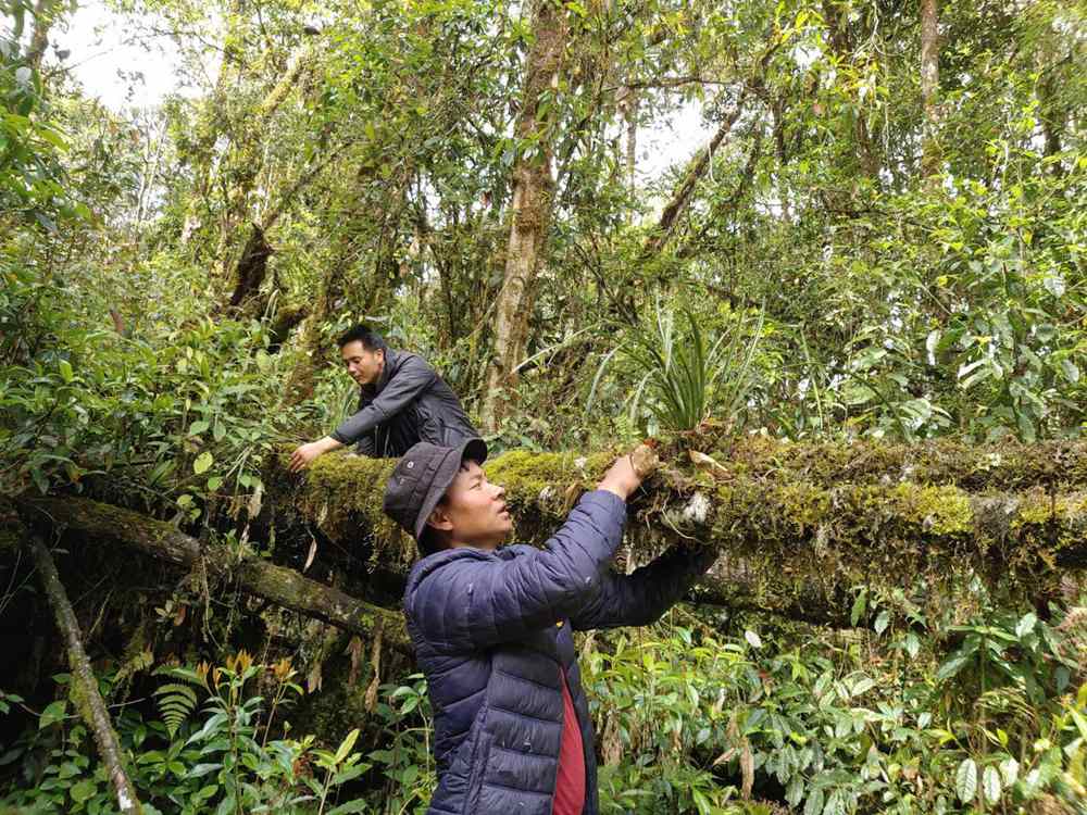 蘭花歸野。圖片由山水自然保護(hù)中心提供