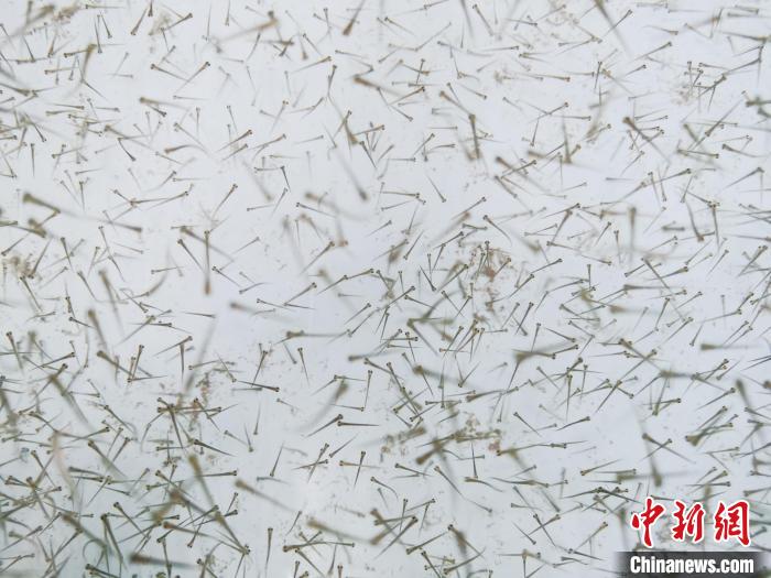 圖為魚苗?！?zhí)砀?攝