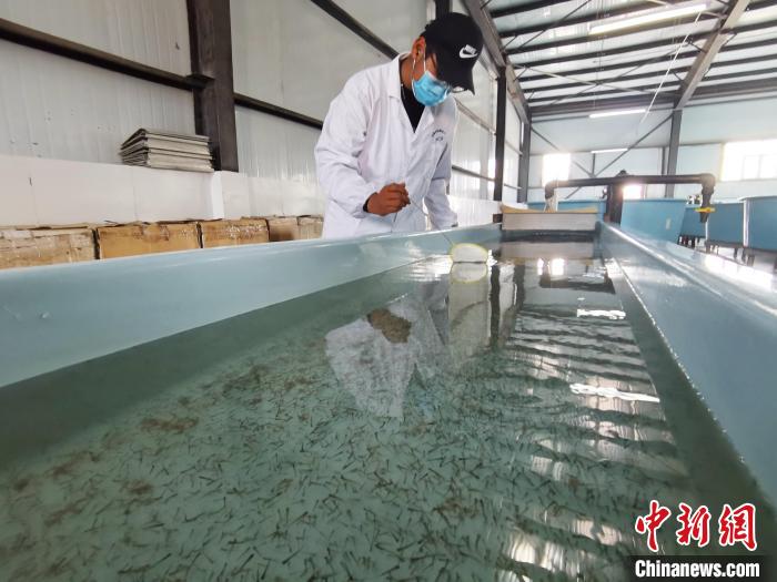 圖為工作人員檢查魚苗?！?zhí)砀?攝