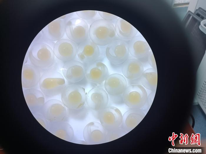 圖為顯微鏡下的魚卵?！∏嗪：沲幘茸o(hù)中心 供圖