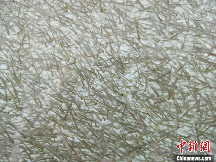 圖為密集分布的魚苗?！?zhí)砀?攝