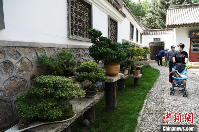 圖為市民在西寧園林植物園內(nèi)觀賞盆景?！●R銘言 攝