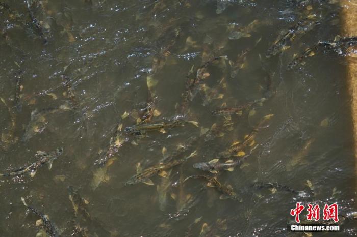 資料圖：圖為今年5月底到8月初，青海湟魚洄游產(chǎn)卵 馬銘言攝