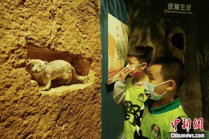 圖為小朋友在青海西寧湟水國家濕地公園科普館內(nèi)參觀學(xué)習(xí)。　馬銘言 攝