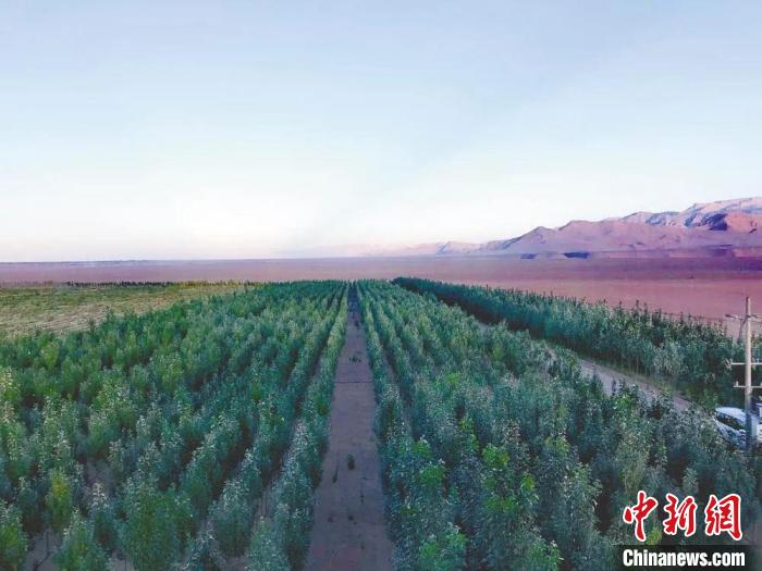 圖為格爾木境內(nèi)種植的綠樹(shù)?！「駹柲救诿襟w中心供圖