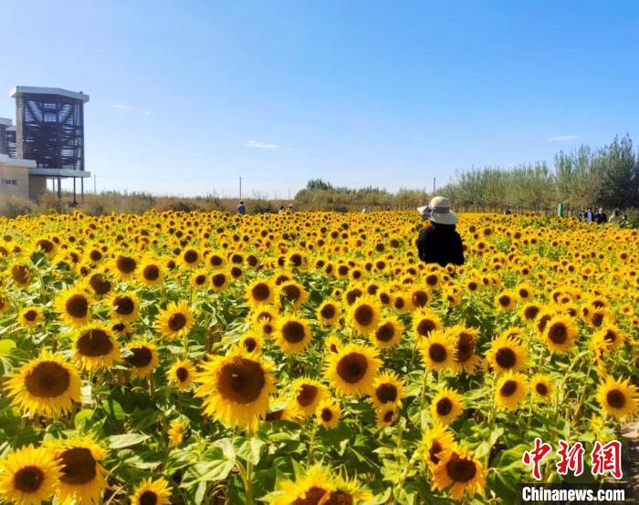 圖為格爾木境內(nèi)的向日葵花海。　格爾木融媒體中心供圖