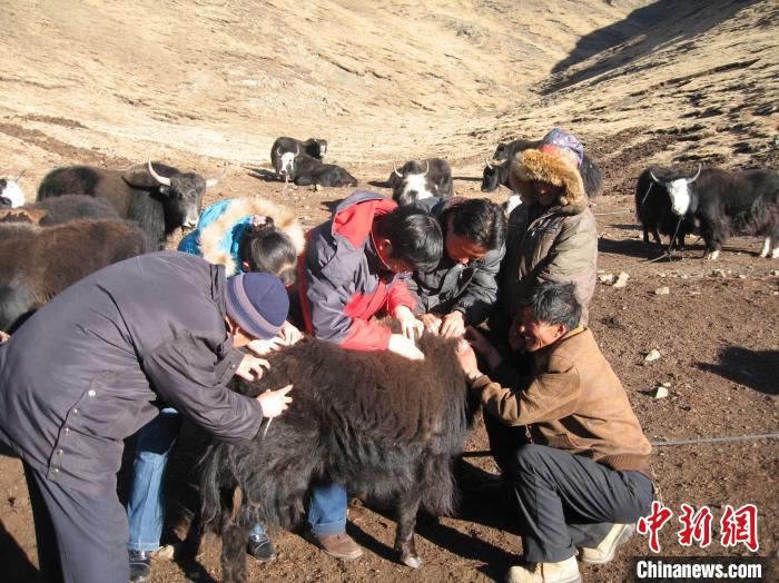 資料圖為研究團(tuán)隊(duì)在青南高原地區(qū)開展了牦牛寄生蟲病流行病學(xué)和防治技術(shù)研究?！?青海省畜牧獸醫(yī)科學(xué)院供圖
