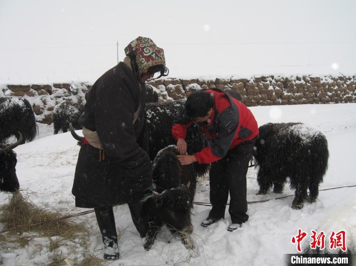 資料圖為研究團(tuán)隊(duì)在達(dá)日縣檢查牛背部皮蠅幼蟲感染情況?！?青海省畜牧獸醫(yī)科學(xué)院供圖