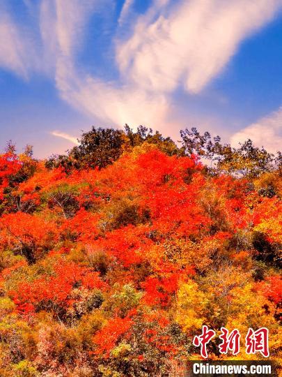 萬(wàn)源深秋紅葉似火。　朱平安 　攝
