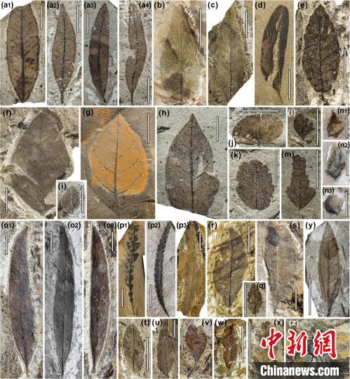 中始新世熱魯化石植物群(4500萬(wàn)–4000萬(wàn)年前)?！≈锌圃呵嗖馗咴?供圖