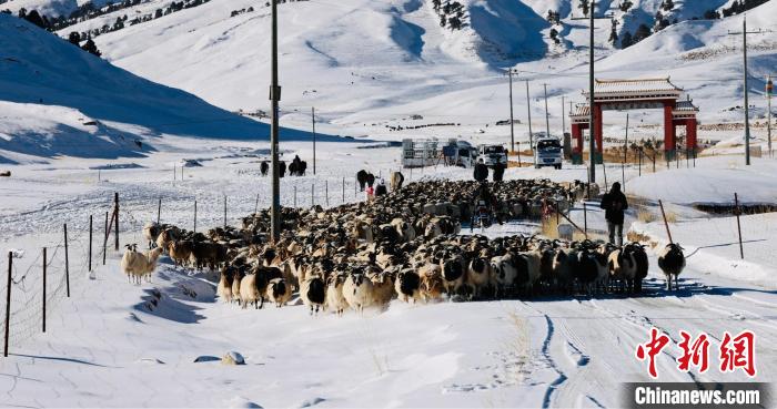 圖為村民在雪地上放牧?！《继m縣融媒體中心供圖