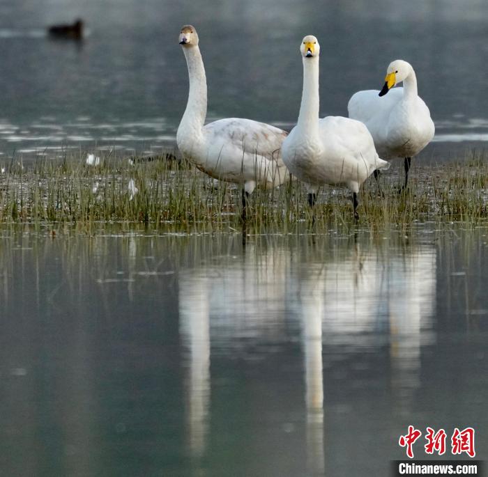 圖為三只大天鵝?！±钣穹?攝