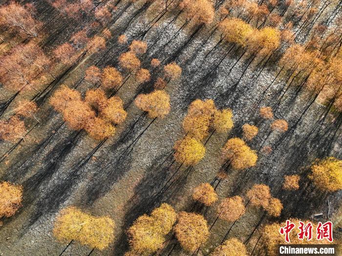 入冬時節(jié)，雅魯藏布江畔的樹林一片金黃?！《拘?攝
