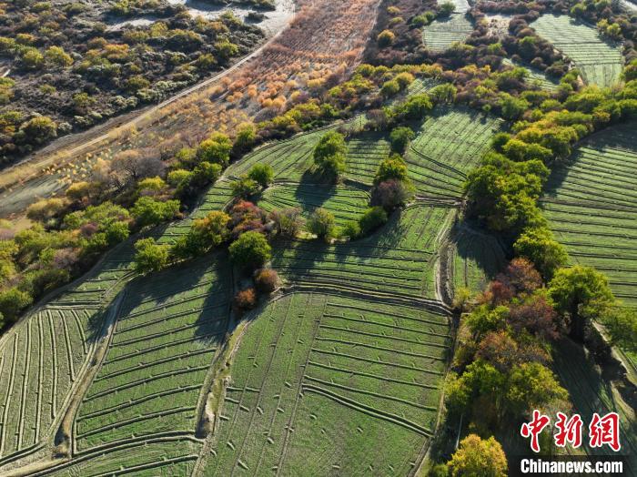 圖為11月8日，雅魯藏布江畔的高原梯田。　董志雄 攝