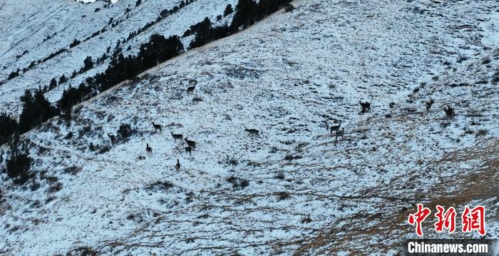 圖為巖羊和馬鹿集體在雪地里休憩?！《继m縣融媒體中心 供圖