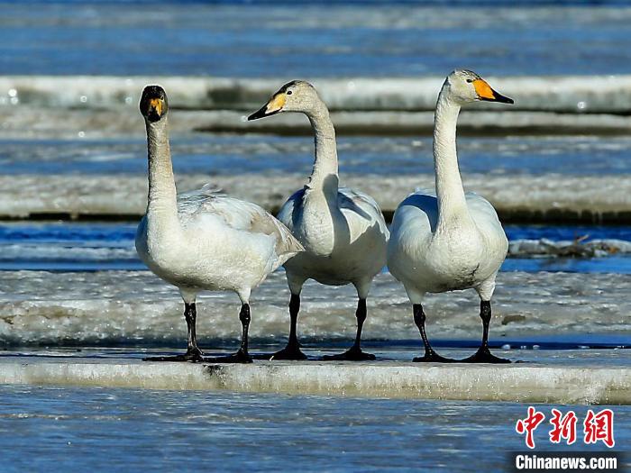 圖為三只天鵝在湖面上曬太陽?！『螁⒔?攝