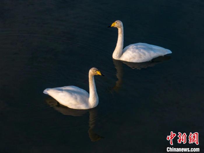 圖為兩只天鵝在湖中游蕩。　何啟金 攝