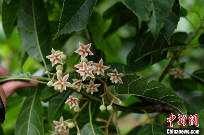 圖為古林箐近地保護(hù)的滇桐首次開花?！±顕?攝