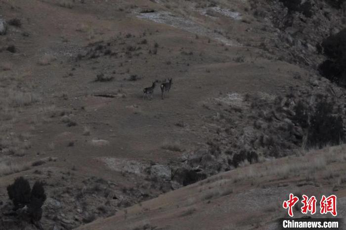 圖為兩只馬鹿在山坡上行走?！〔湃?攝
