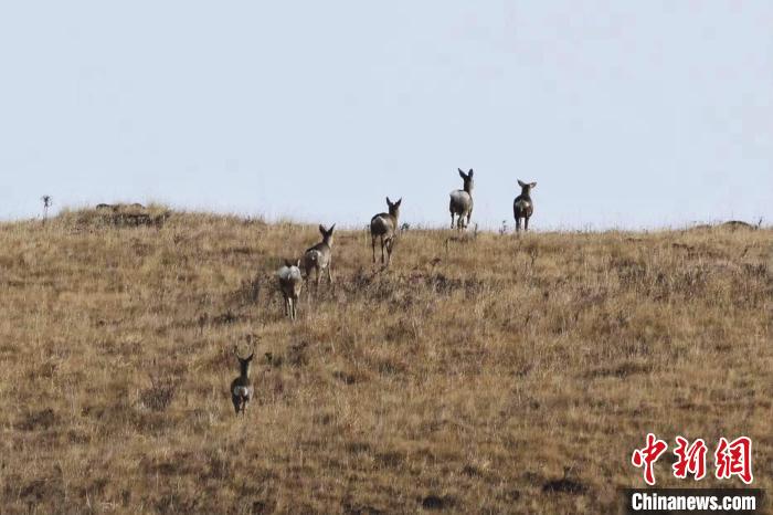 圖為狍鹿在山坡上漫步。　才項南加 攝