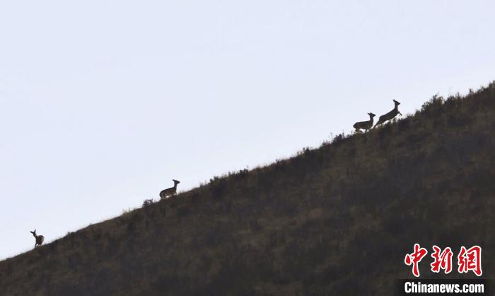 圖為狍鹿在山坡上漫步?！〔彭椖霞?攝