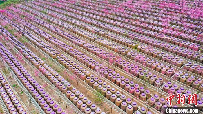 灼灼桃花惹人醉?！㈡?攝