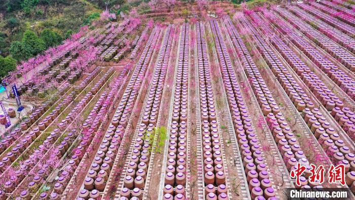 灼灼桃花惹人醉?！㈡?攝