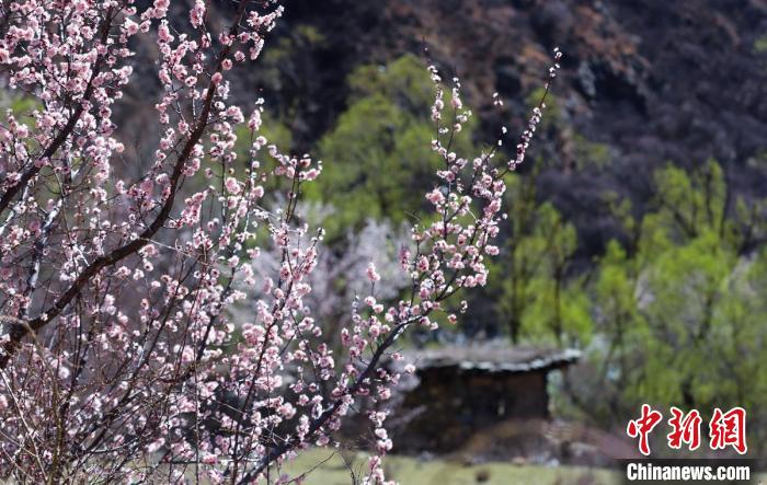 白玉縣河谷間盛開(kāi)的桃花?！“子袢诿?攝