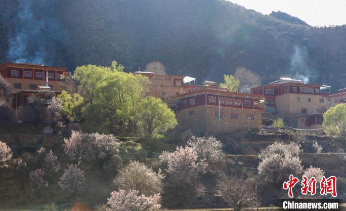 暖陽(yáng)下白玉縣河坡鎮(zhèn)正在盛開(kāi)的桃花與藏式民居。　白玉融媒 攝