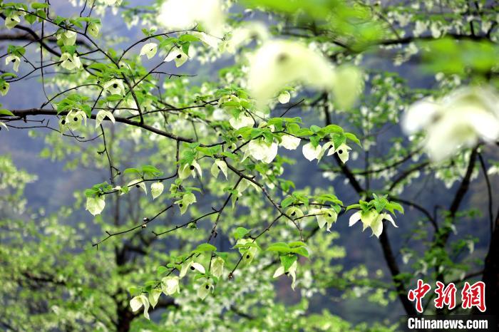 珙桐在春末夏初之際開花，花期較短?！螚?攝