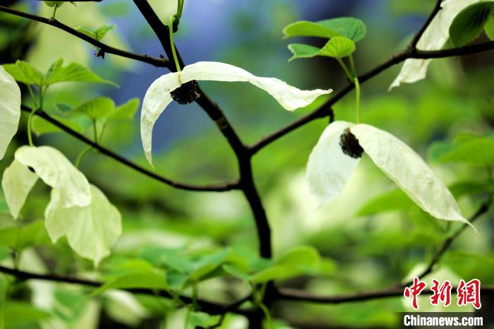 兩片潔白的花瓣隨風(fēng)搖曳就像飛翔的白鴿?！螚?攝
