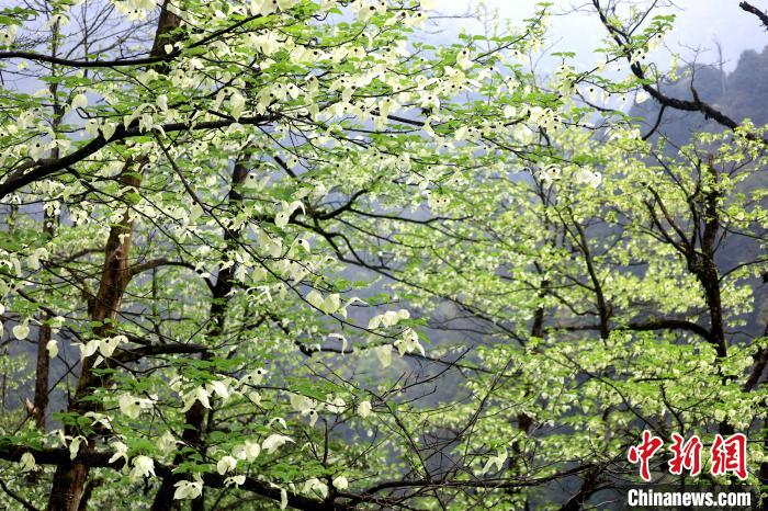 珙桐是1000萬年前新生代第三紀(jì)留下的孑遺植物，中國特有的樹種，是國家一級瀕危保護(hù)野生植物。　呂楊 攝