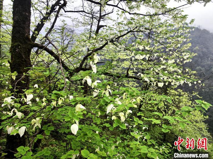 山谷兩側(cè)高大繁茂的珙桐樹?！螚?攝