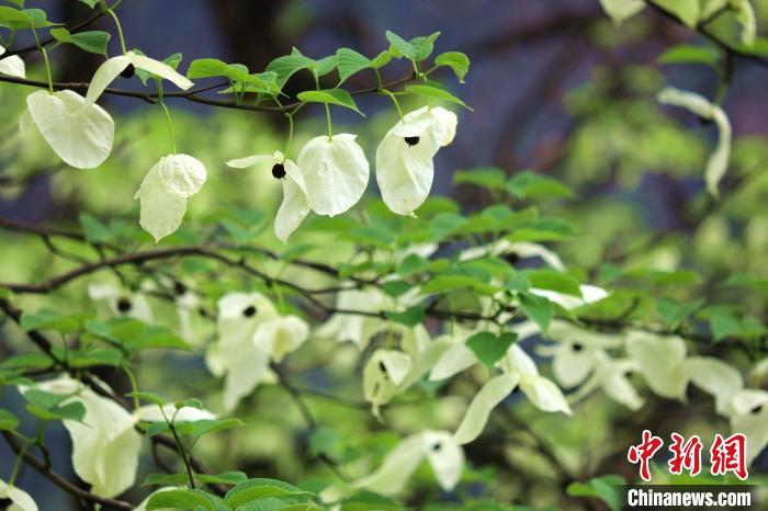 珙桐樹開出潔白的花朵?！螚?攝