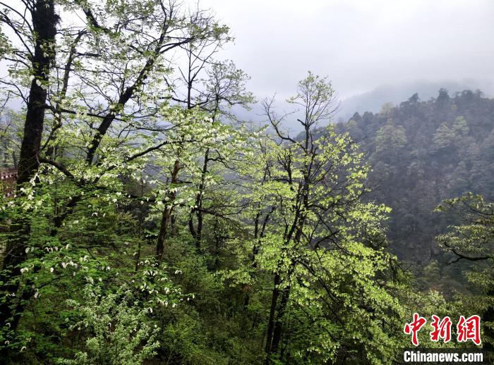 珙桐花朵潔白素雅，與青山雨霧融為一體。　呂楊 攝