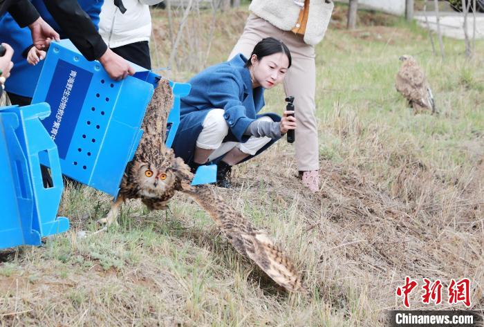 圖為西寧野生動物園救護(hù)的雕鸮在西寧市放歸大自然。　馬銘言 攝