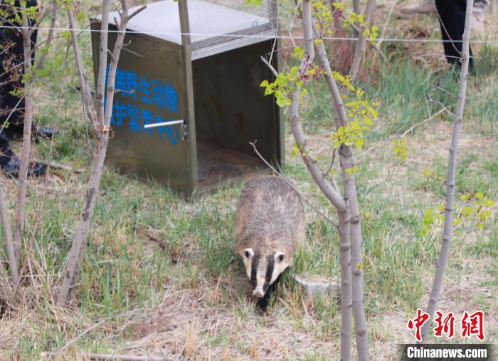 圖為西寧野生動物園救護(hù)的狗獾在西寧市放歸大自然?！●R銘言 攝
