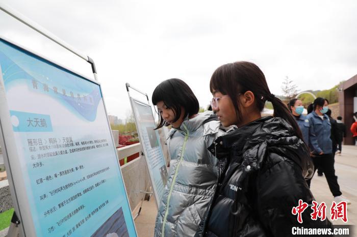 圖為學(xué)生通過展板了解青海常見鳥類?！●R銘言 攝