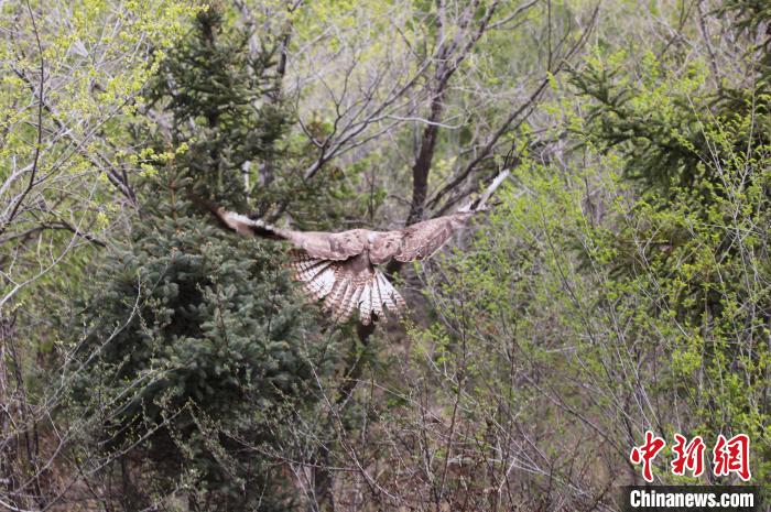 圖為西寧野生動物園救護(hù)的大鵟在西寧市放歸大自然。　馬銘言 攝