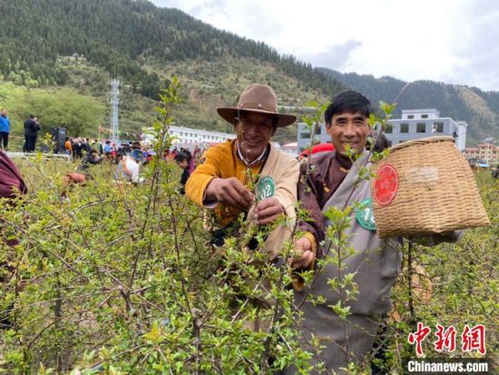 圖為當?shù)剞r(nóng)牧民進行藏雪茶采摘比賽?！⊥鮿x 攝