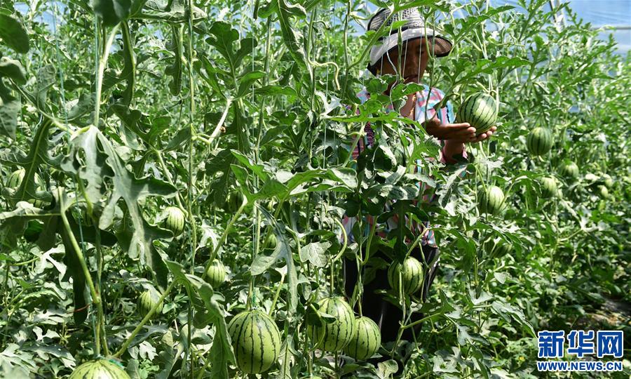（脫貧攻堅）（1）西藏白朗：蔬菜種植合作社助力農民增收