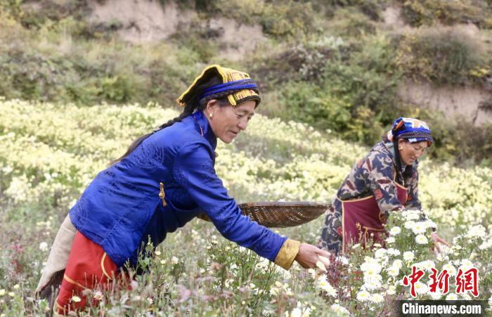 黑水村民在采摘杭白菊。桐鄉(xiāng)市宣傳部提供