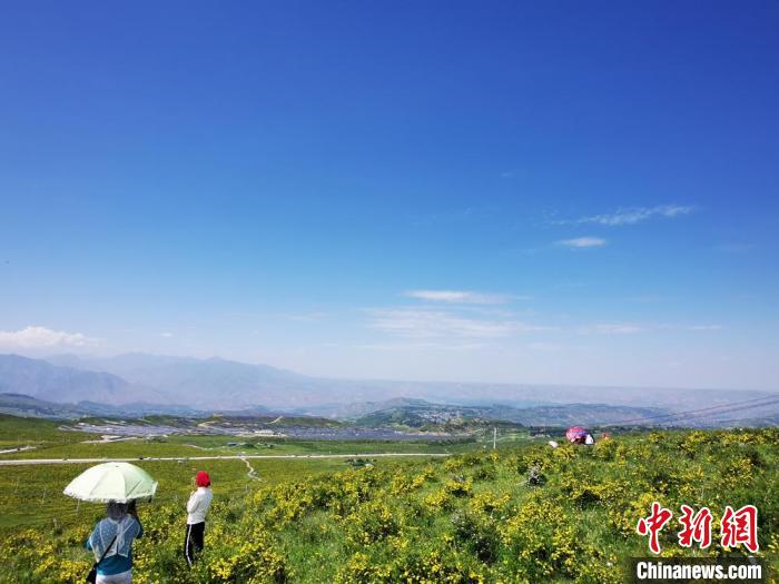 2020年07月07日拍攝于臨夏州積石山縣境內(nèi)，生態(tài)環(huán)境逐漸恢復(fù)，小黃花開遍山間。(資料圖) 殷春永 攝