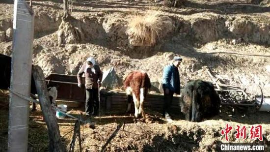 圖為孔繁福夫妻正在收拾牛圈。　李雋　攝