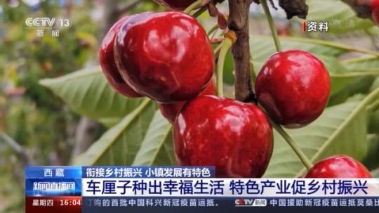 種蘑菇、養(yǎng)駱駝...。。特色產(chǎn)業(yè)助力鄉(xiāng)村振興走新路